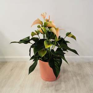 House Plants: Flamingo Lily - in Ceramic Pot