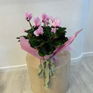 Cyclamen in ceramic pot