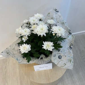 House Plants: Chrysanthemum in ceramic pot