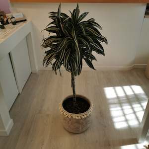 House Plants: Dracaena in Concrete Pot