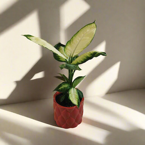 Dieffenbachia seguine - Dumb Cane in ceramic pot