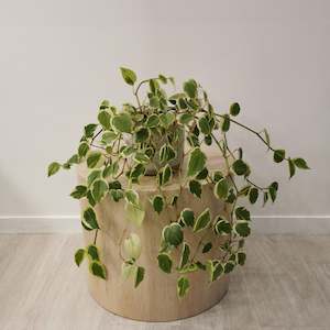 Cupid Peperomia in White Ceramic Pot