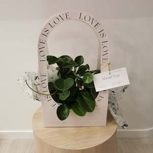 Spoonleaf Peperomia - In Gift Bag
