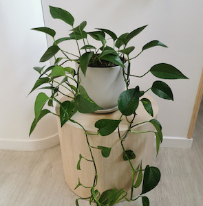 Golden Pothos Plant