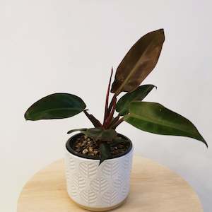 Sun Red Philodendron - in ceramic pot