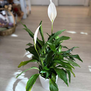 House Plants: Peace Lily Plant