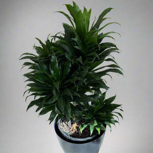 House Plants Indoor: Dracaena Janet Craig - 4 heads