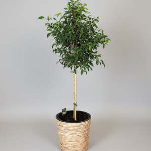 Homeware: Topiary Ficus with Pot – 1m Indoor Statement Plant