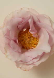 Smoking Rose perfume – 15 ml roller