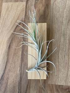 Indoor pots: Tillandsia Hybrid - T. caulescens x T. tenuifolia