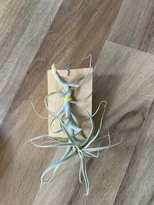 Indoor & Outdoor Plants: Tillandsia Incarnata