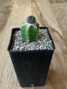 Potted Houseplants: Grafted Sulcorebutia Rauschii