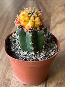 Potted Houseplants: Grafted Gymnocalycium mihanovichii - 'Star Burst'