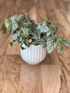 Potted Houseplants: Begonia Don Miller