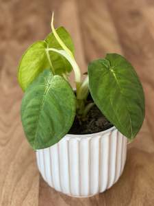 indoor plant: Syngonium Frosted Heart