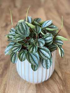 indoor plant: Peperomia Royal Princess
