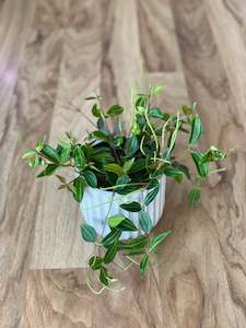indoor plant: Peperomia Rocca Verde