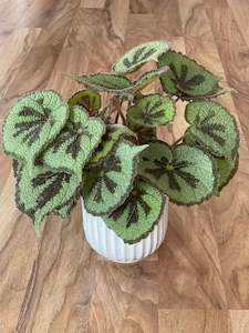 Potted Houseplants: Begonia Mountain
