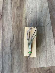 Indoor & Outdoor Plants: Tillandsia butzii