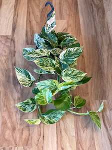 Potted Houseplants: Marble Queen Pothos