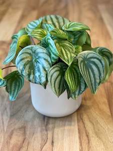 Potted Houseplants: Peperomia Argeriya - Watermelon Peperomia