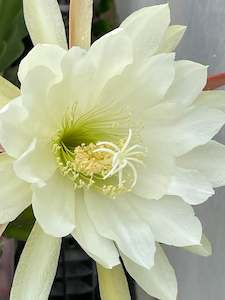 Potted Houseplants: Epiphyllum - NOID White