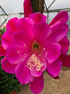 Potted Houseplants: Epiphyllum - Maiden Erleigh