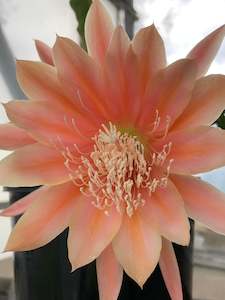 Potted Houseplants: Epiphyllum - King Midas