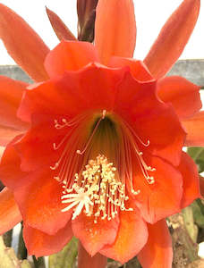 Potted Houseplants: Epiphyllum - Brown Bear