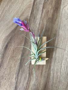 Sun Lovers: Tillandsia Aeranthos