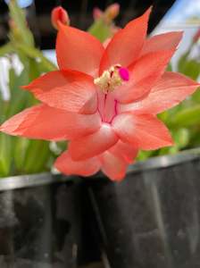 Pots And Vases: Zygocactus - Salmon/ Coral