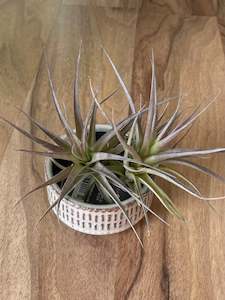 Pots And Vases: San Francisco Air Plant Dish with Airplants