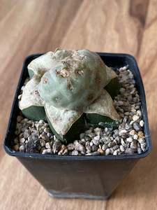 Hard To Find Plants: Tephrocactus geometricus - grafted