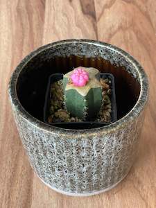 Hard To Find Plants: Grafted Gymnocalycium mihanovichii - Pink Wonder