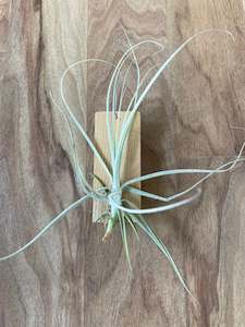 Air Plants: Tillandsia streptocarpa