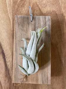 Air Plants: Tillandsia mitlaensis