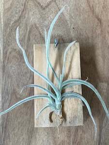 Air Plants: Tillandsia Crocata - Large Form