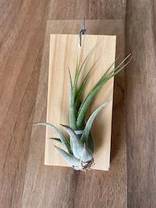 Air Plants: Tillandsia Iggy