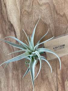 Air Plants: Tillandsia recurvifolia v. Subsecundifolia  - Loose Plant