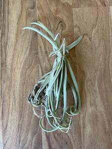 Air Plants: Tillandsia Duratii - Loose Plant