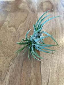 Air Plants: Tillandsia Tutti Frutti  - Loose Plant