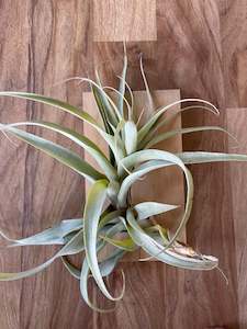 Trailing Plants: Tillandsia Latifolia