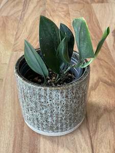 Trailing Plants: Scindapsus Treubii - Dark Form