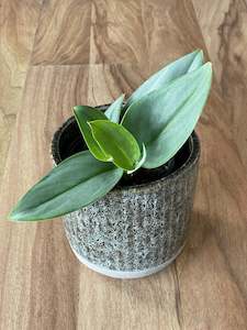 Trailing Plants: Scindapsus Treubii - Moonlight