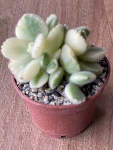 Cacti And Succulents: Cotyledon Tomentosa 'Variegata' - Bear's Paw White