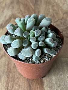 Cacti And Succulents: Frithia pulchra - Fairy Elephants Feet