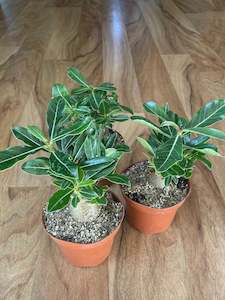 Cacti And Succulents: Small Adenium Obesum