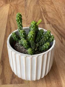 Peperomia: Peperomia columella