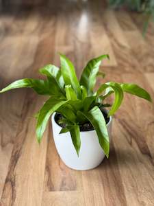 Birds Nest Fern - Asplenium Antiquum