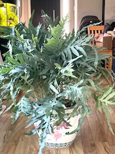 Phlebodium Blue Star Fern